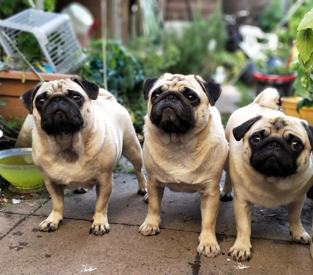 Move Pets offers safe and seamless pet relocation services worldwide. Trusted specialists in international and domestic pet transport.